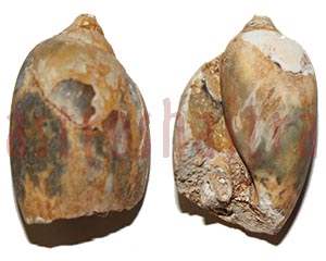 heera shankh